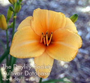 Daylily Passing By
